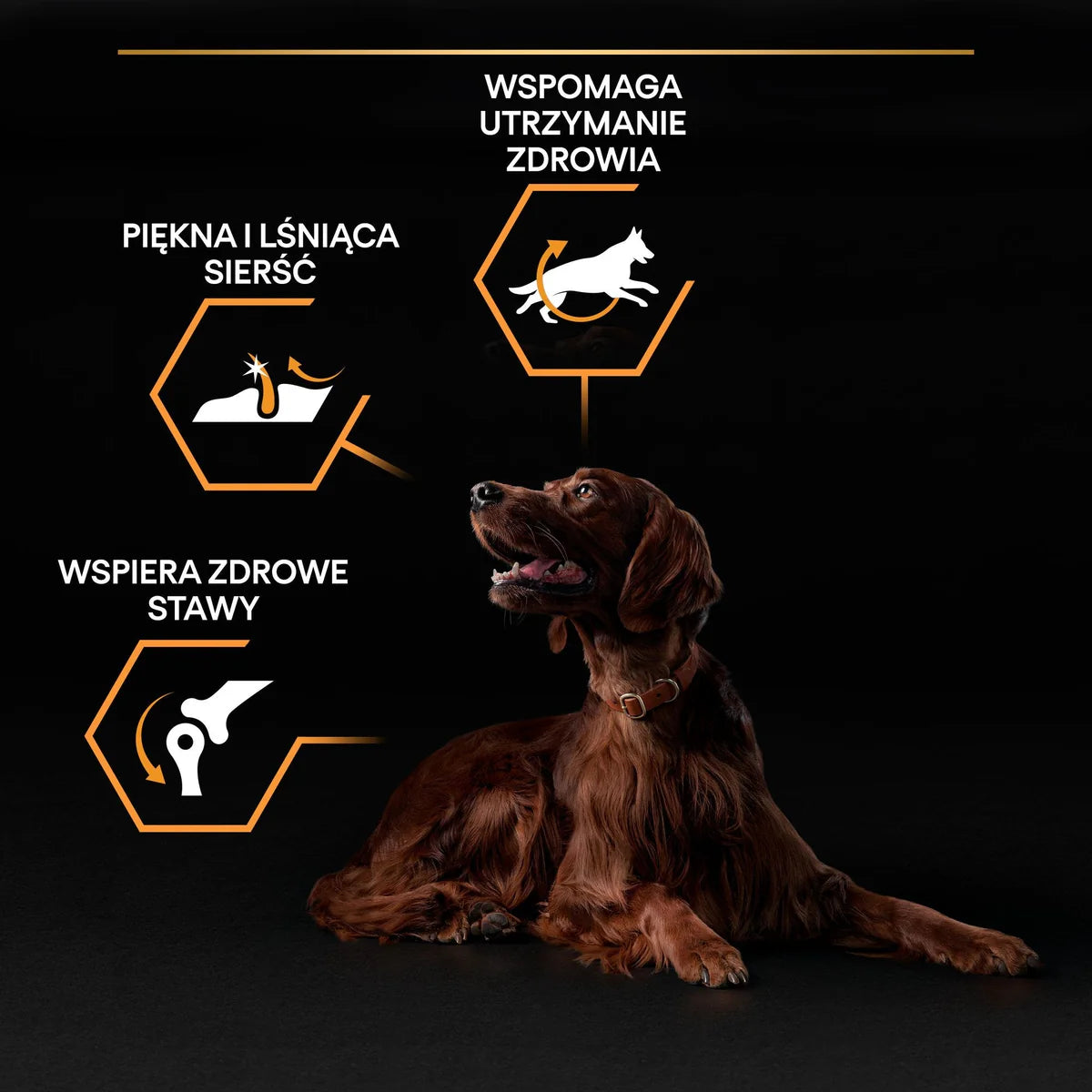 طعام الكلاب الجاف PURINA® PRO PLAN® Large Athletic OPTIBALANCE® غني بالدجاج - 14 كجم