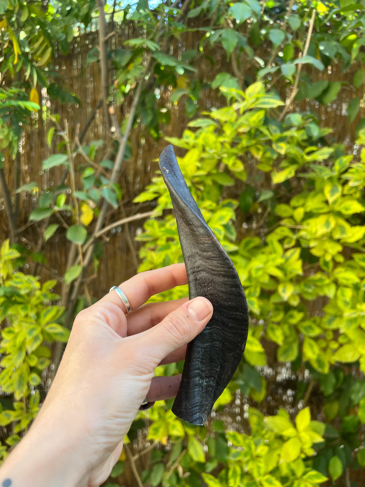 نوشي نيبلز رام هورن