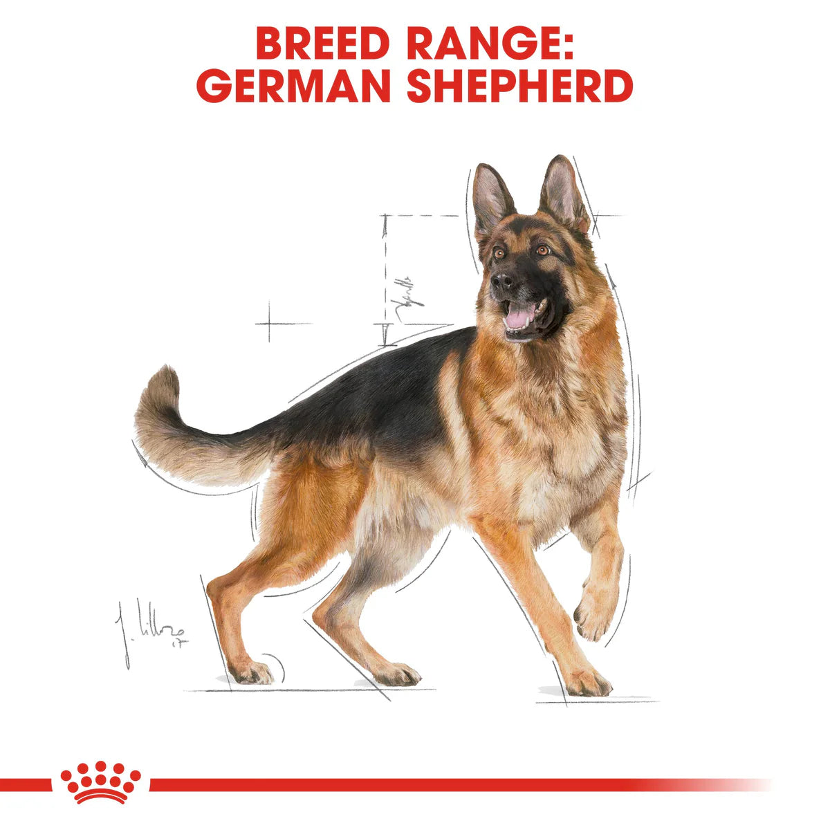 Royal Canin German Shepherd Adult - Dry food for adult dogs over 15 months