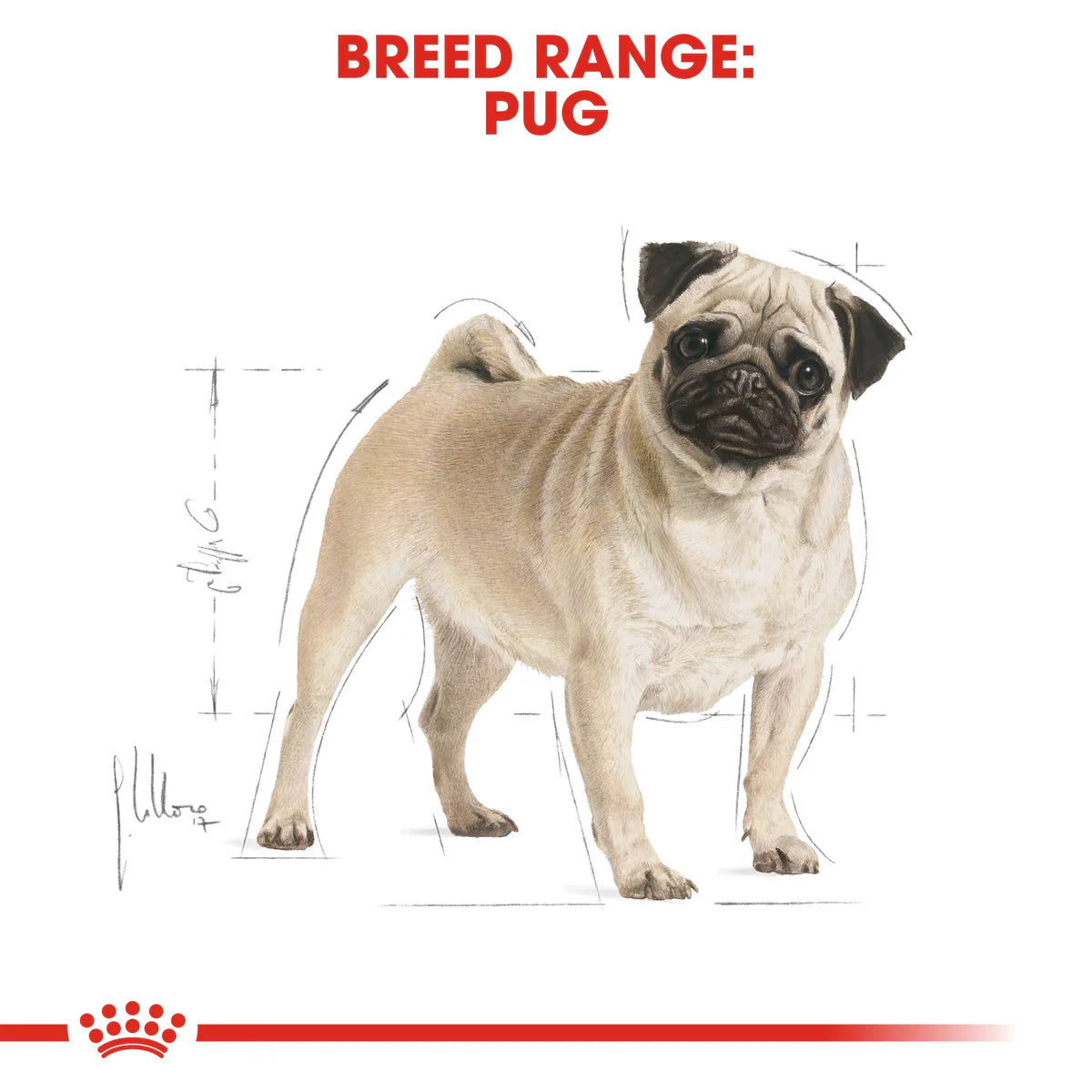 Royal Canin Pug Adult (1.5KG) - Dry food for adult dogs over 10 months old