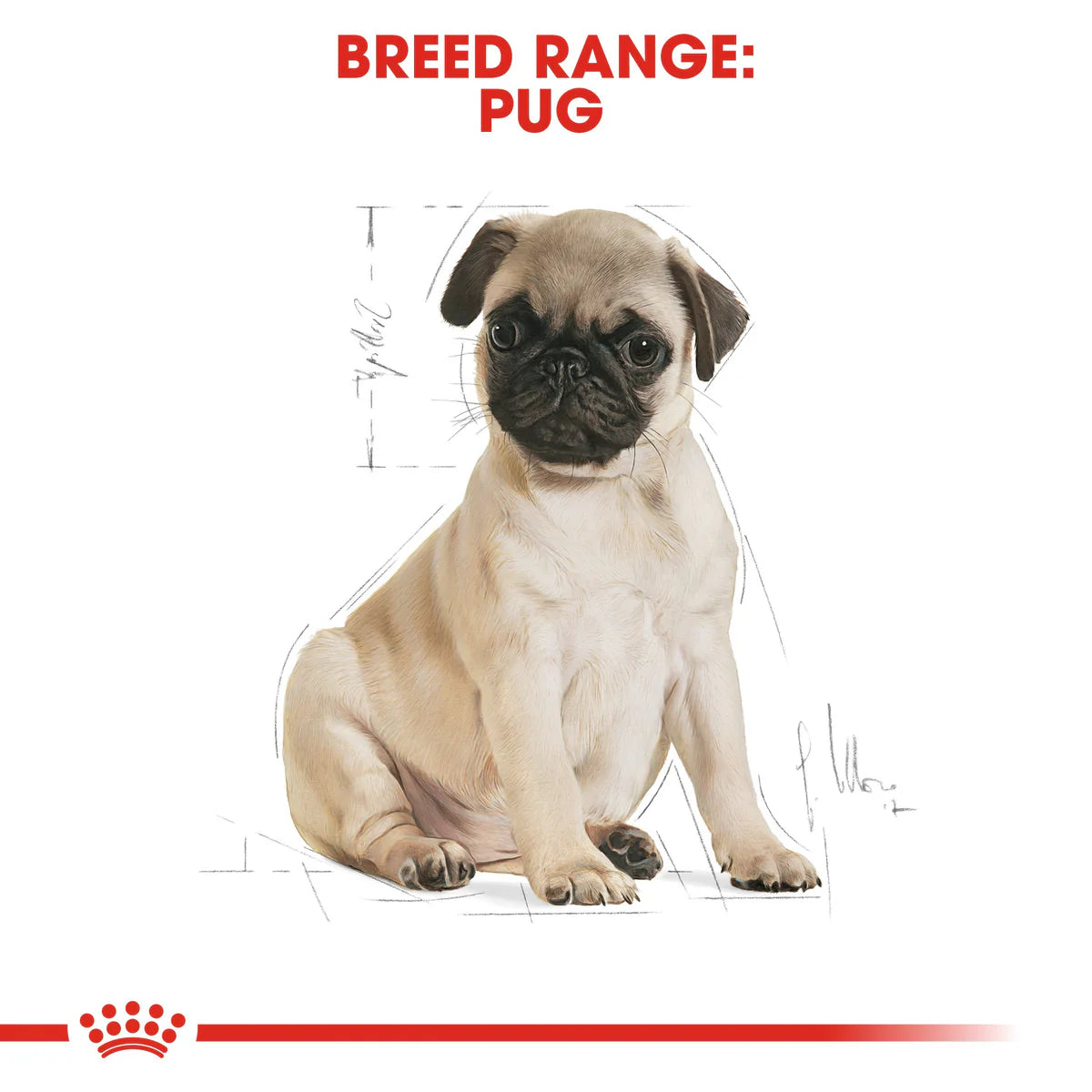 Royal Canin Pug Puppy (1.5kg) - Dry food for puppies 10 months