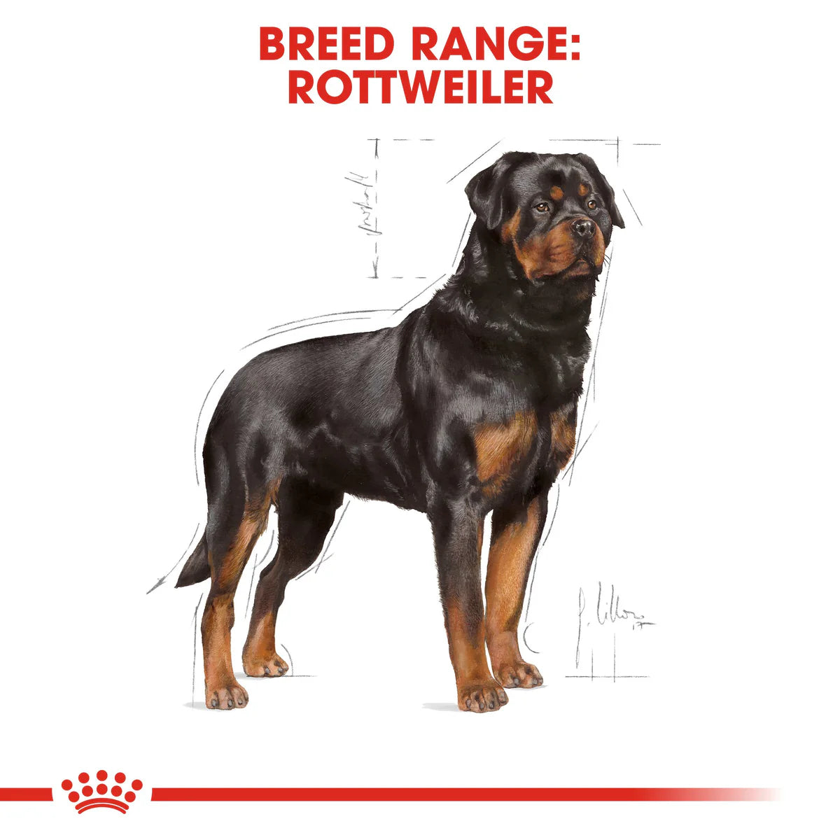 Royal Canin Rottweiler Adult (17 KG) - Dry food for adult dogs over 18 months