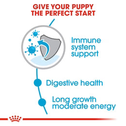 Royal Canin Maxi Puppy - Dry food for large dogs - Adult weight from 26 to 44 KG. From 2 to 15 months