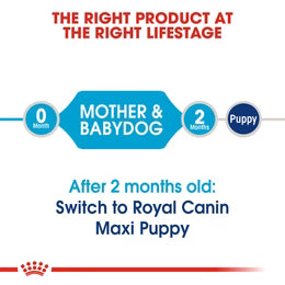 Royal Canin Maxi Starter Mother and Babydog - Dry food for large puppies - Adult weight between 26 and 44 KG. Mother during gestation and lactation - Weaning puppies up to 2 months