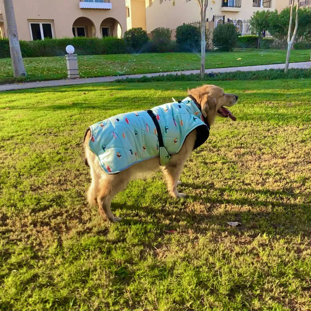 معطف بنمط السوشي